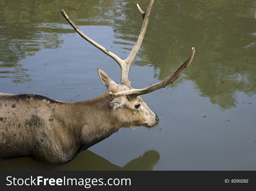 Deer walking in the pond