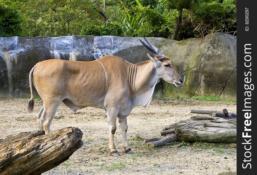 A oryx in the city zoo
