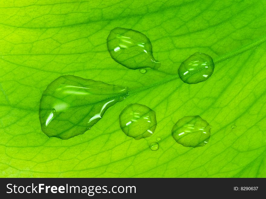 Green Sheet Background With Raindrops. Close Up