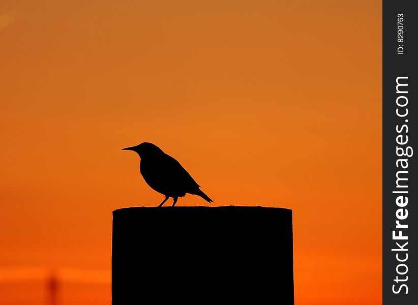 Silhouette of a meadowlark on a farm fence post. Silhouette of a meadowlark on a farm fence post