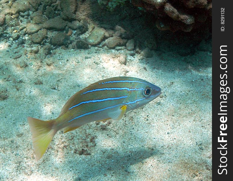 Bluestripe Snapper, Honolua Bay, Maui