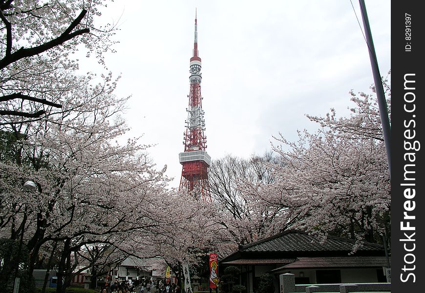 A Cherry Tree Of Tokyo