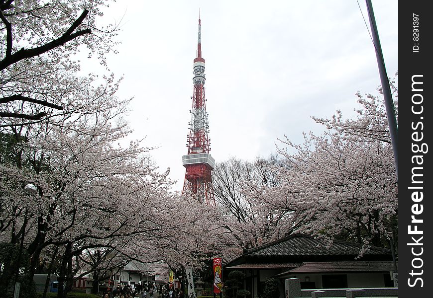 Zojo-ji Temple is most suitable for a New Year\'s visit to a Shinto shrine. Zojo-ji Temple is most suitable for a New Year\'s visit to a Shinto shrine.