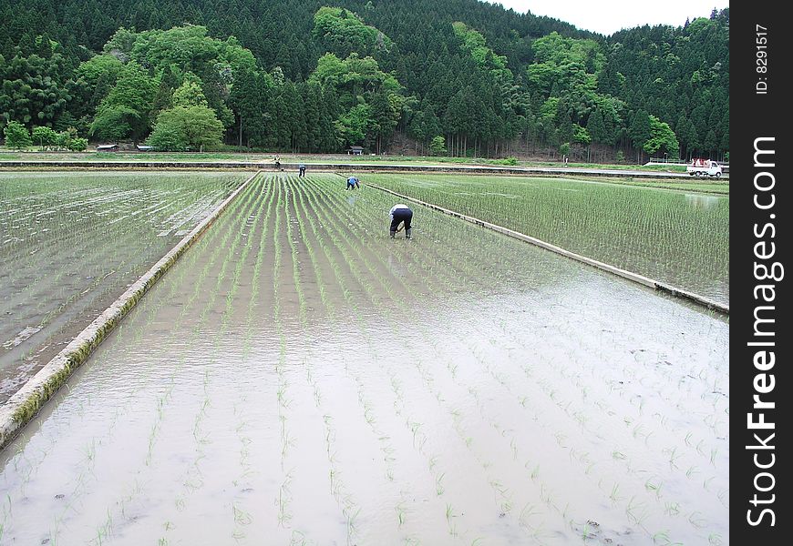 Rice-transplanting