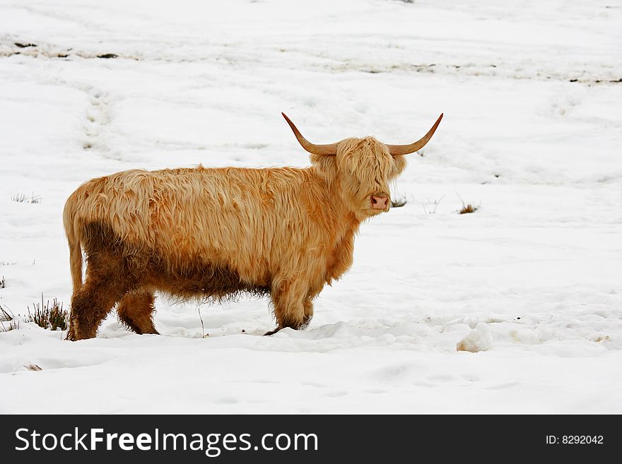 Photo of a Highland cow in the snow