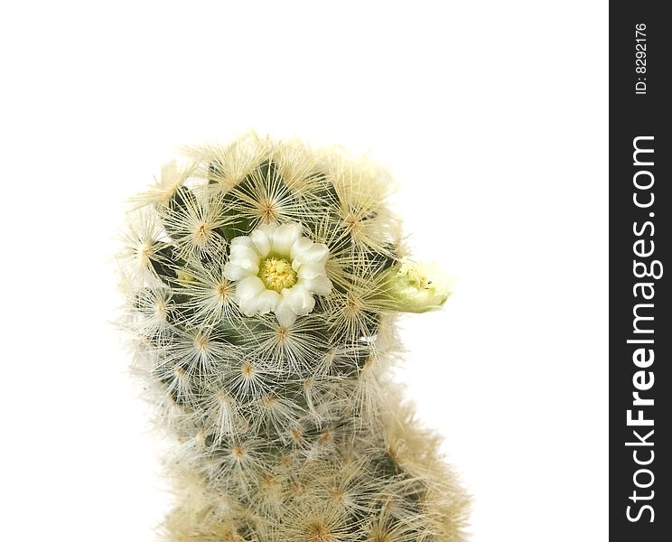 Studio shot cactus isolated on white background