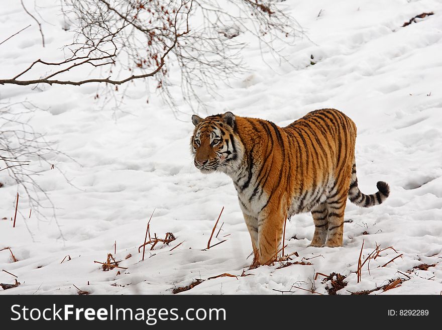 Tiger In The Snow