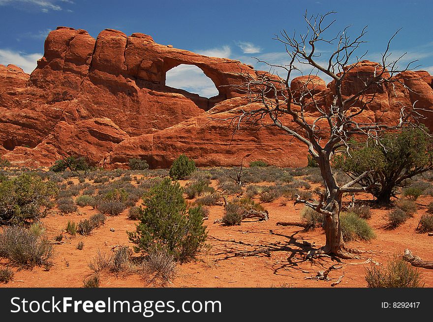 A barren tree and red rock arch in Arches National Park, Utah.