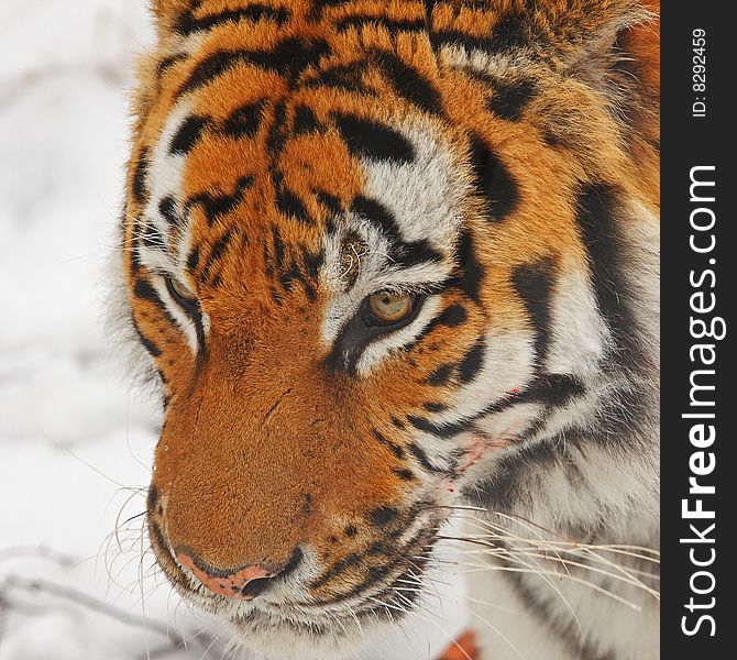 Tiger In The Snow