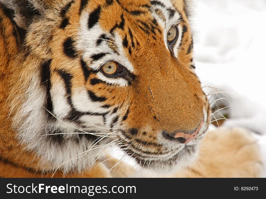 Tiger In The Snow