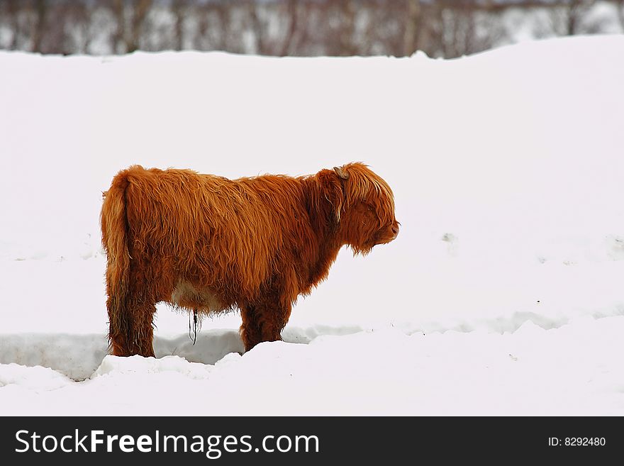 Highland cow calf in the snow. Highland cow calf in the snow