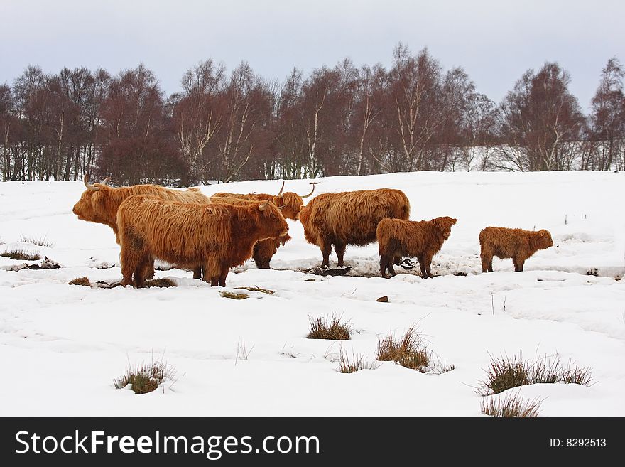 Highland Cow In The Snow