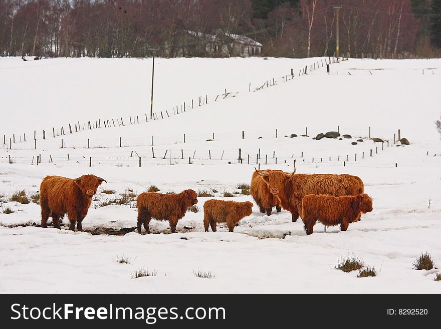 Highland cow in the snow