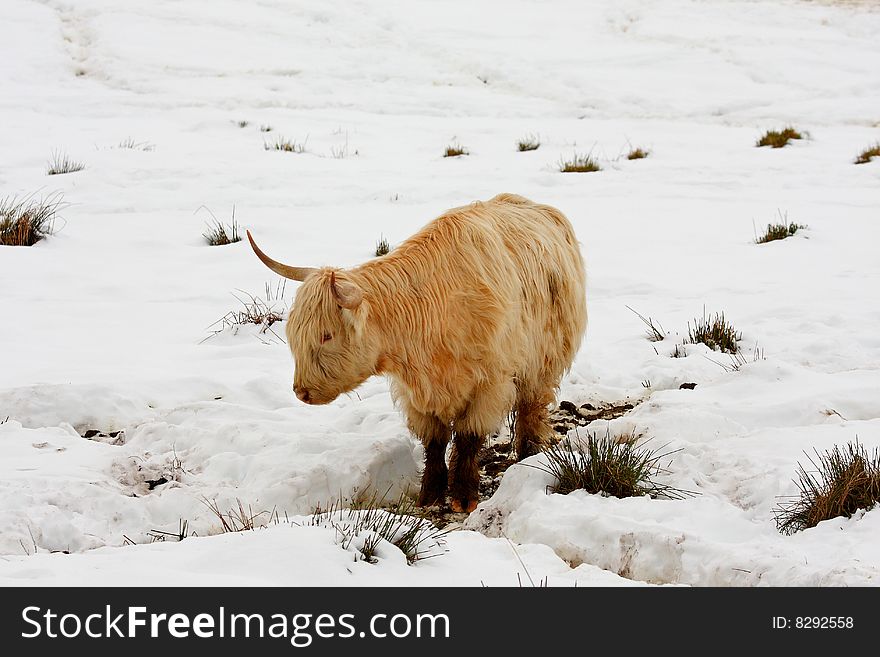 Highland cow in the snow