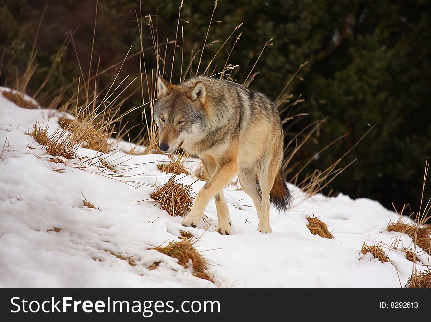 Timber wolf in the snow