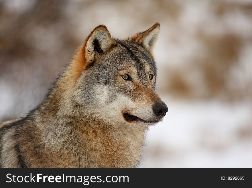 Timber wolf in the snow