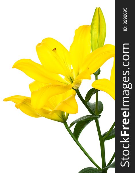 Beautiful yellow lily on a white background