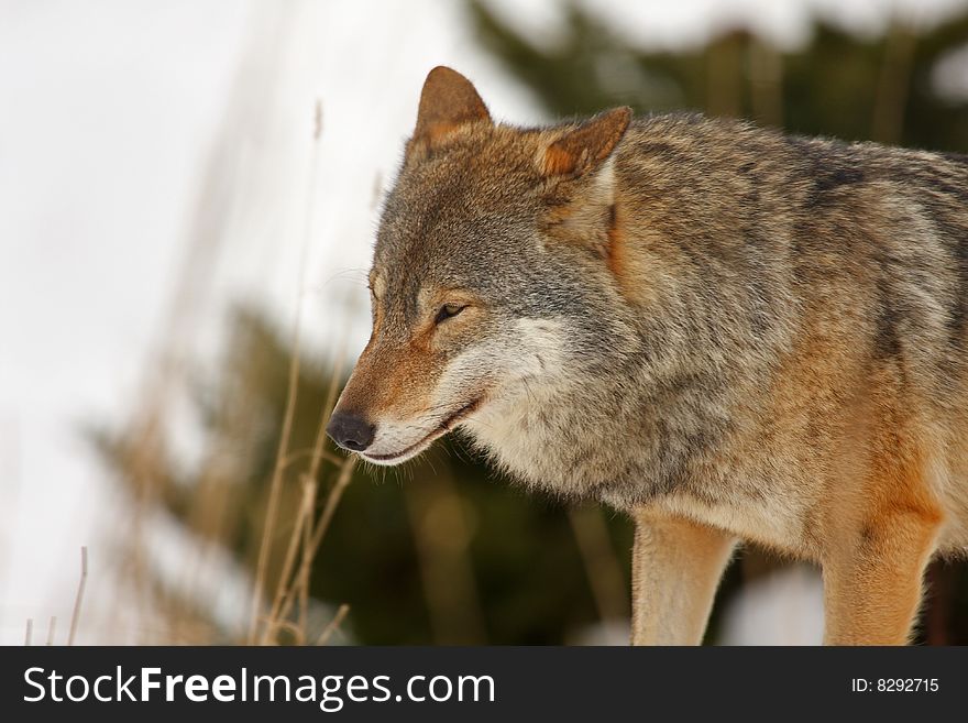 Timber wolf in the snow