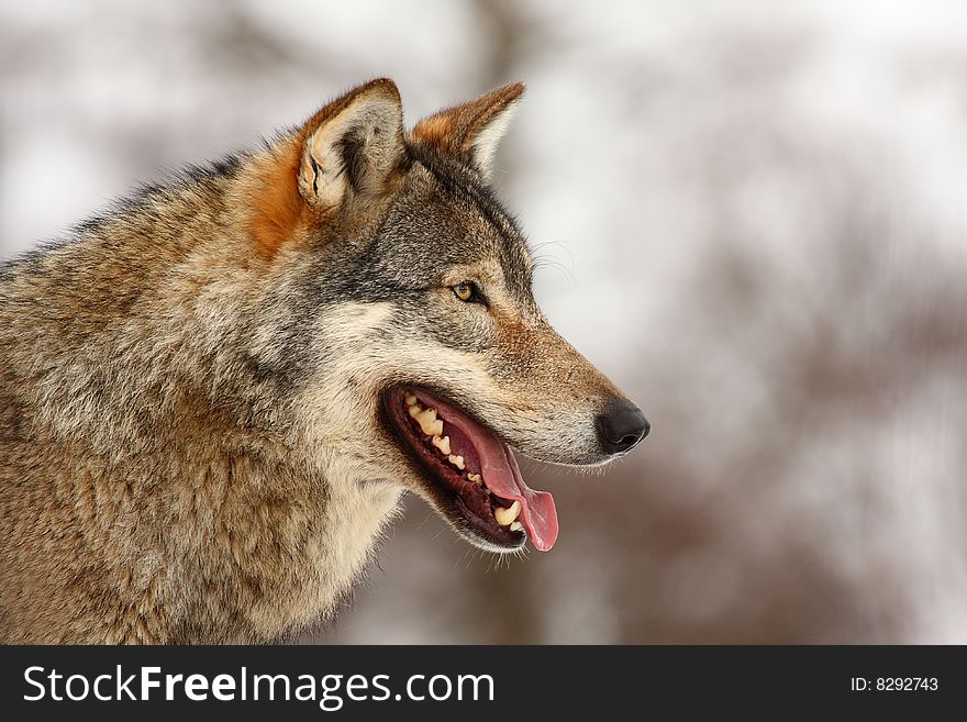 Timber wolf in the snow