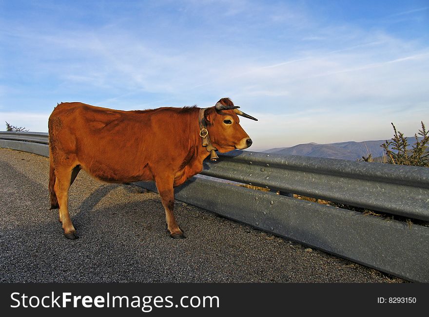 Brown cow standing on a road