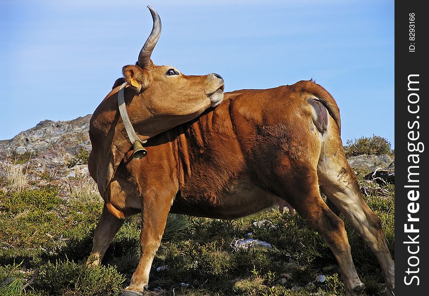 Brown cow trying to scratch its back