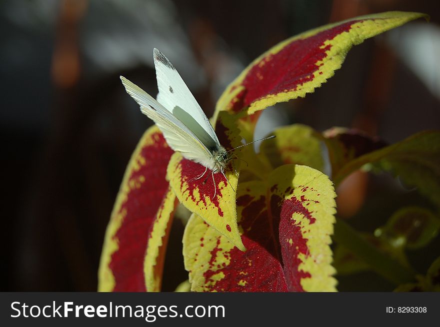 White Moth on Flower