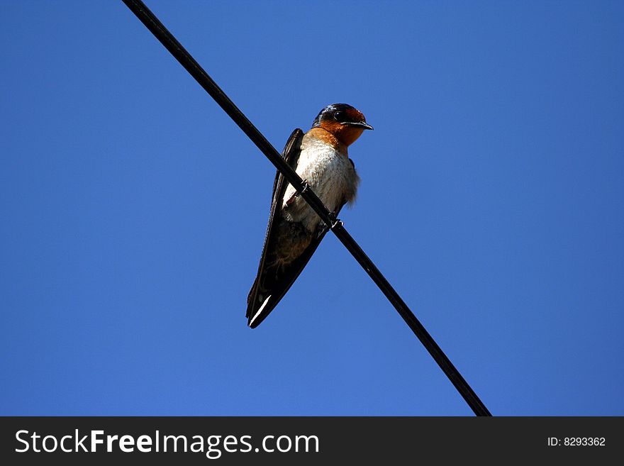 Bire on wire againts the blue skies. Bire on wire againts the blue skies