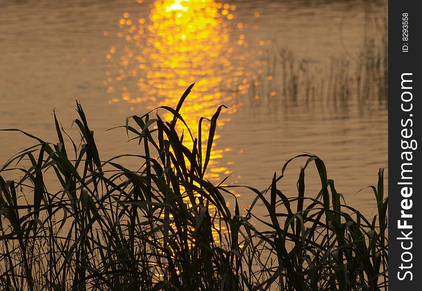 The beautiful sunset meadow waterside