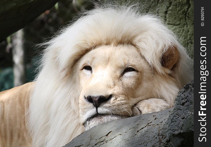 Magestic White Lion resting on a tree branch. Magestic White Lion resting on a tree branch.