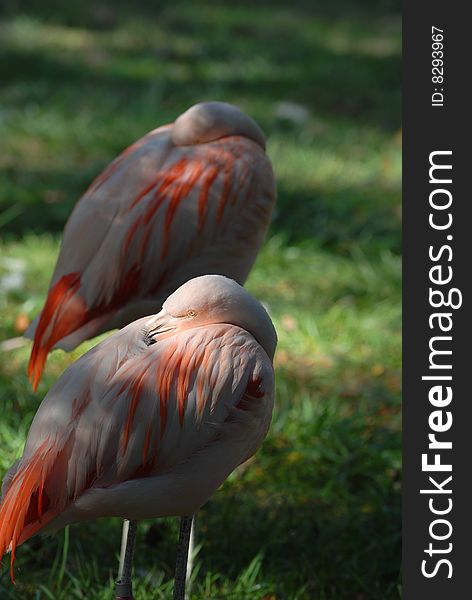 A pair of beautiful Chilean flamingos resting.