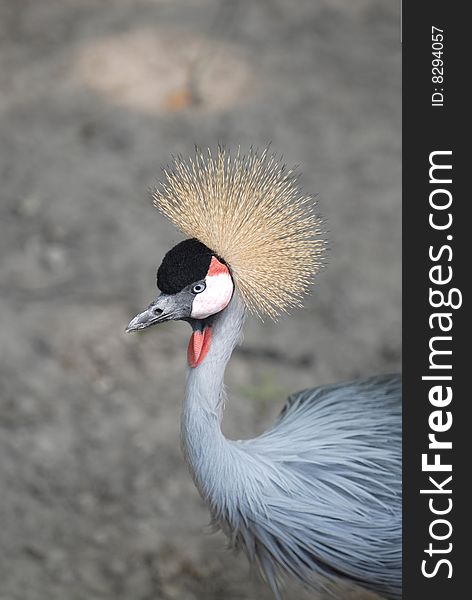 An African grey crowned crane is a very unique looking bird.