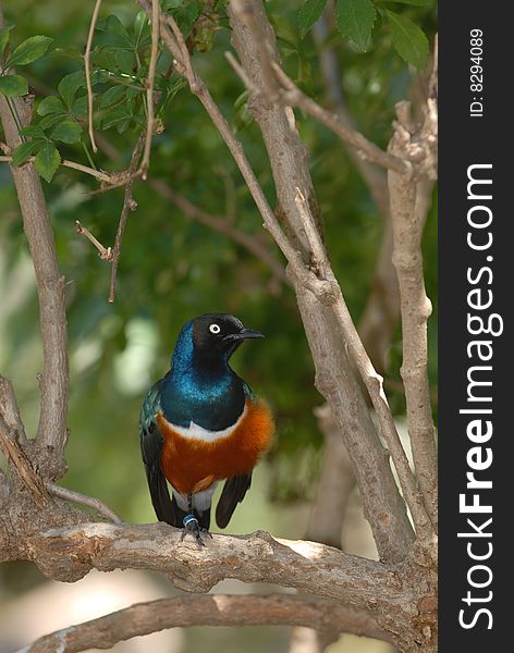 An African starling perching on a tree branch.