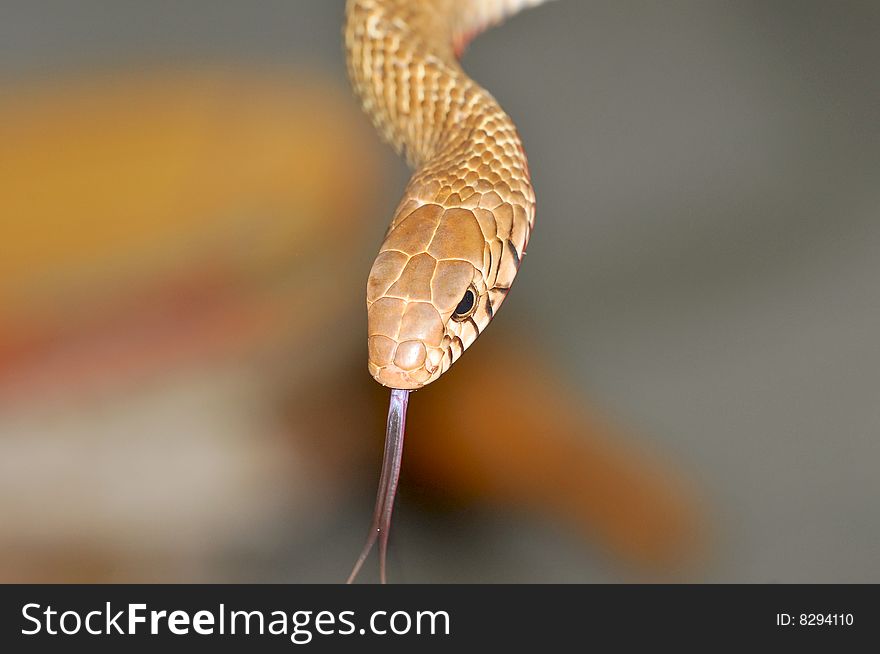 Common rat snake commonly found in india.