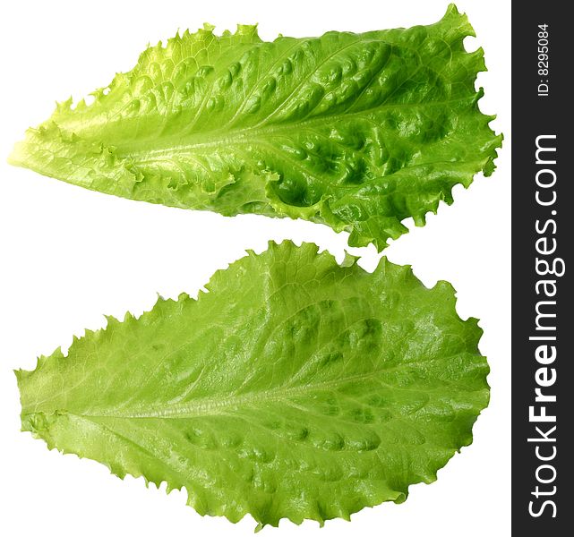 Two sheets of lettuce on a white background. Two sheets of lettuce on a white background.