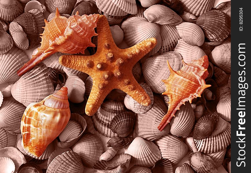 A starfish is on a background shells. Habitants of sea-bottom. Complimented with decorations nature.