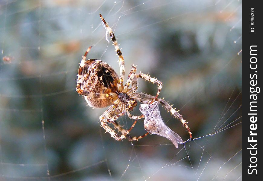 This is a hideous and ugly spider.