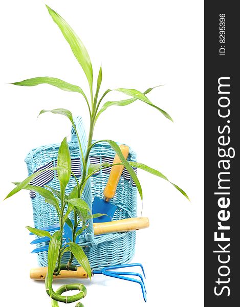 Green plant near basket with instrument for garden