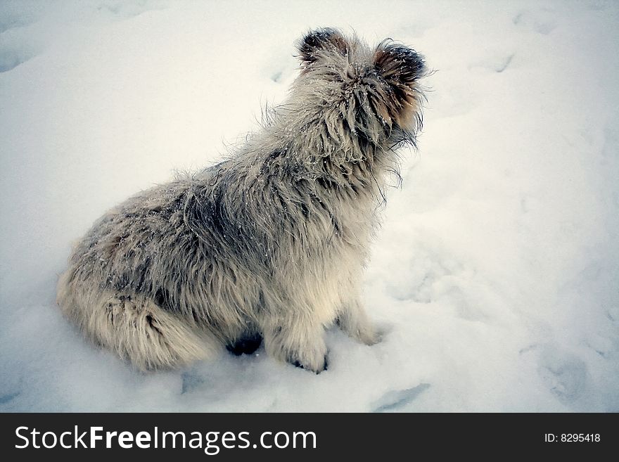 Fluffy dog waiting in the snow. Fluffy dog waiting in the snow