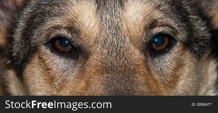 Eyes of dog close-up