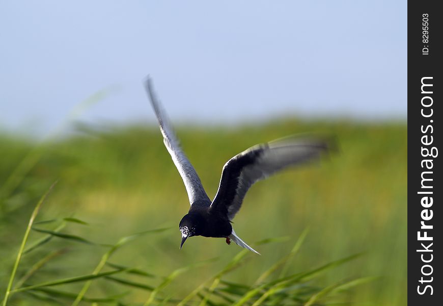 Lonely seagull, in the foraging