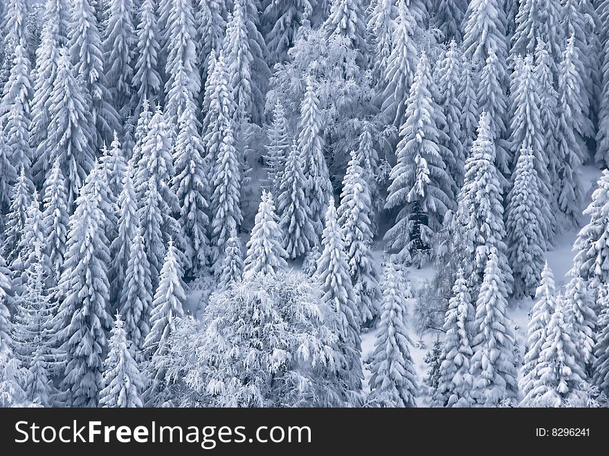 Winter landscape;Trees covered in snow. Winter landscape;Trees covered in snow