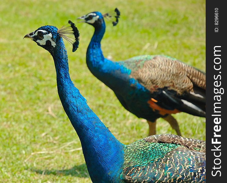 Two colorful peacocks walking on the grass. Two colorful peacocks walking on the grass