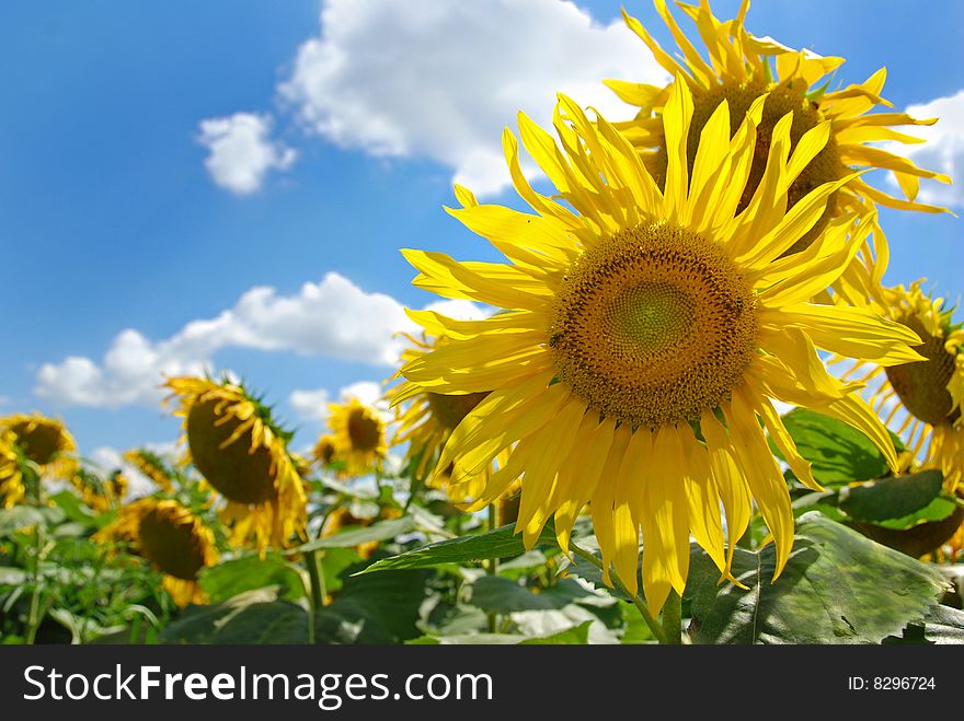 A sunflower field with sunny sky in the background. A sunflower field with sunny sky in the background