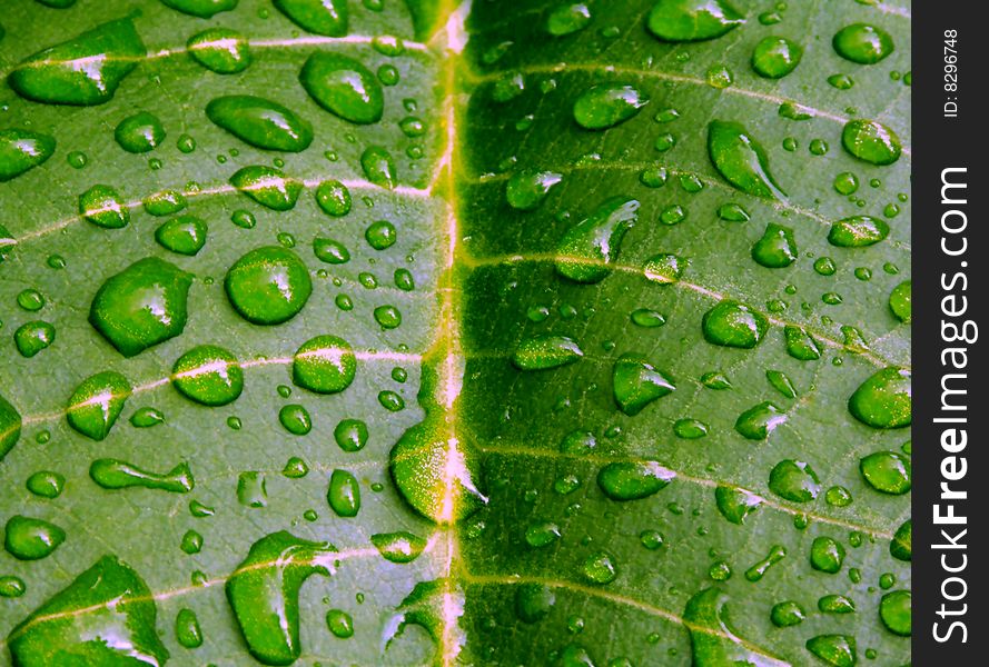 Water drops on green leaf