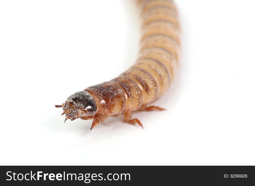 Mealworm