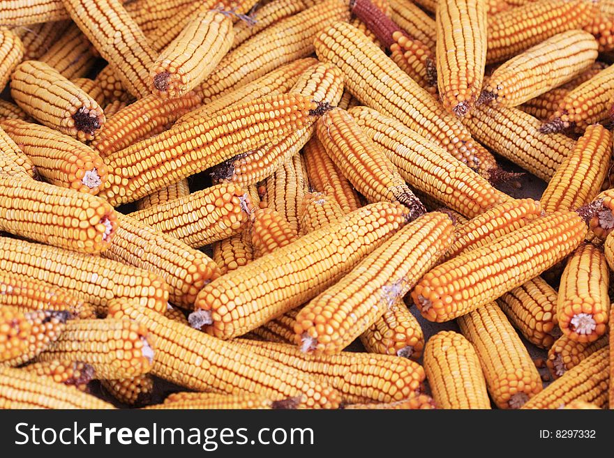 Dried Indian corns sun background. Dried Indian corns sun background