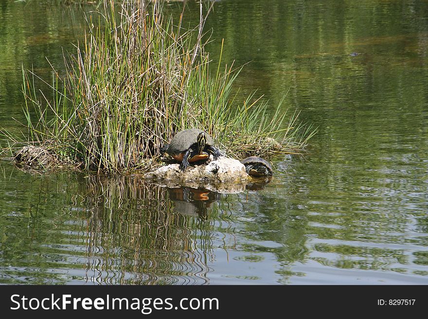 Turtle in the Everglades Florida