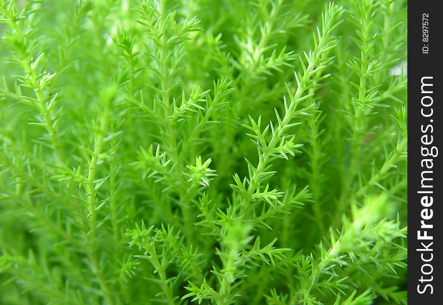 Detail of young green pine tree needles