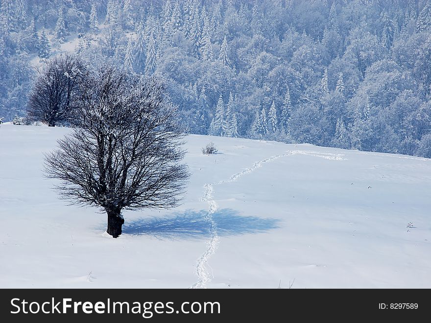 Winter landscape;Trees covered in snow;
Traces in snow