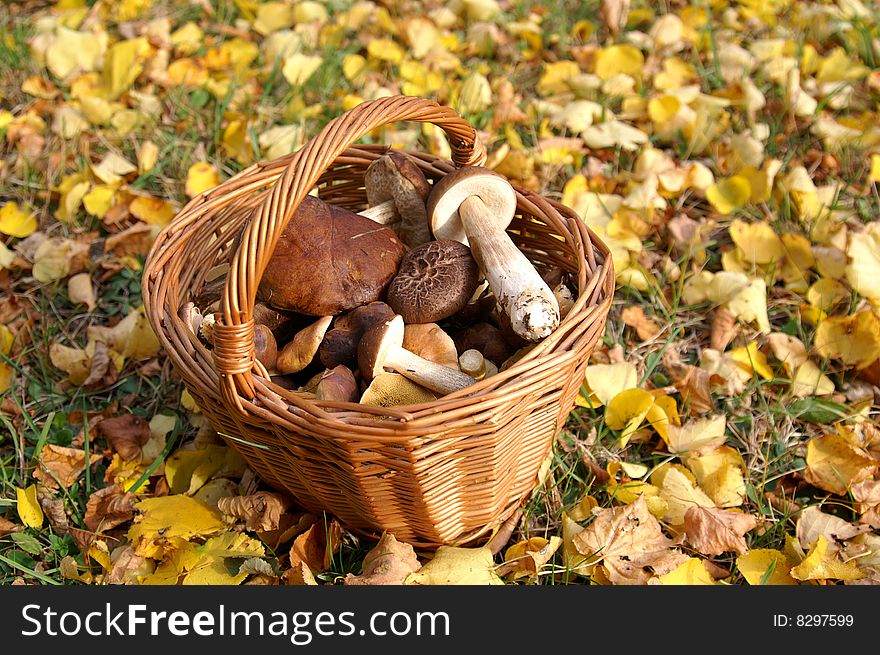 Basket full mushrooms, color leaves round of basket